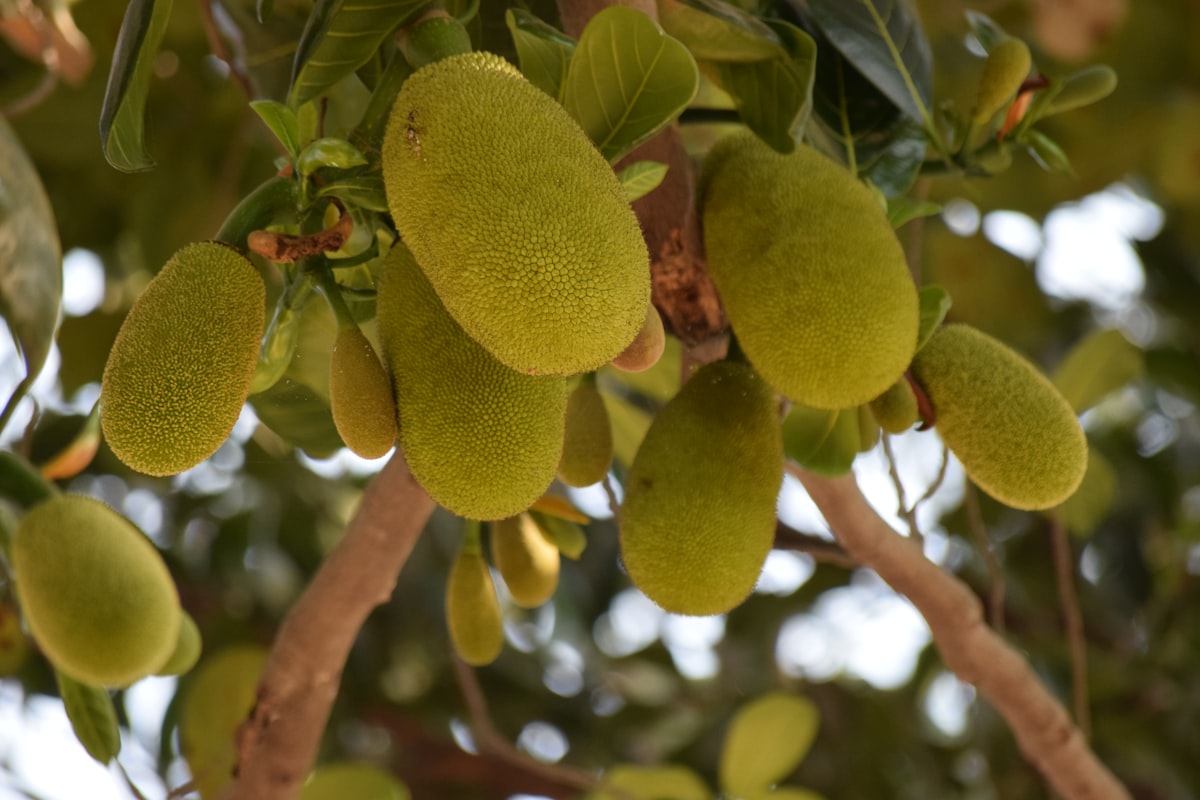 Dehydrated Fruits